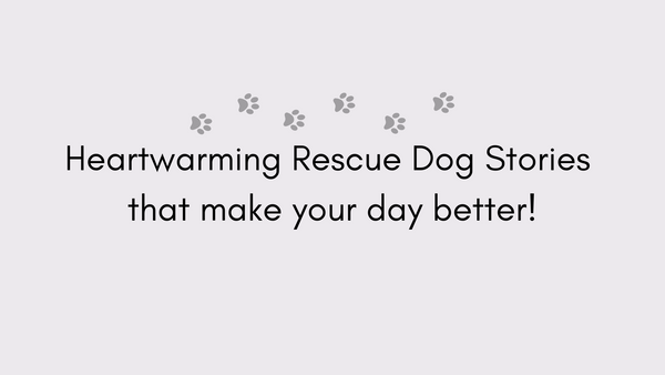 These heartwarming and touching rescue dog stories make your day better!