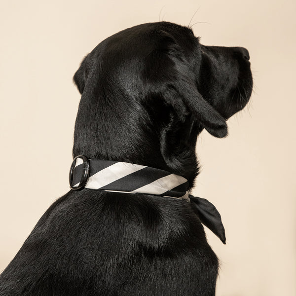Pet accessories | Scarf ring buckle | Dogily Dog wearing Serene Square Scarf in Black Stripes and Granite Scarf Buckle in black